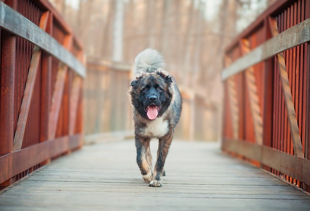 Exploring Bear Dog Russia: A Unique and Powerful Canine Companion