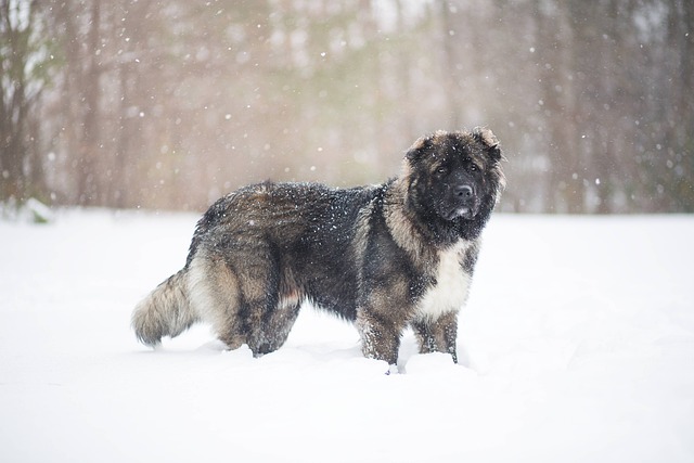 bear dog russia