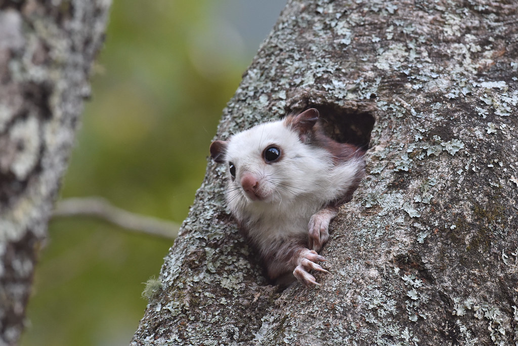 white faced squirrel