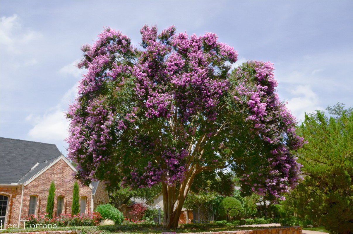 When is the Best Time to Plant Crape Myrtle Trees?