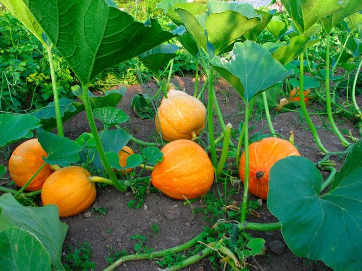How Many Pumpkins Can You Expect from Each Plant?