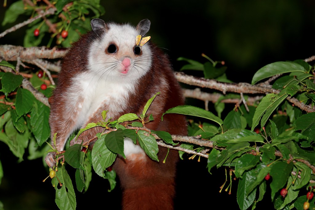 white faced squirrel