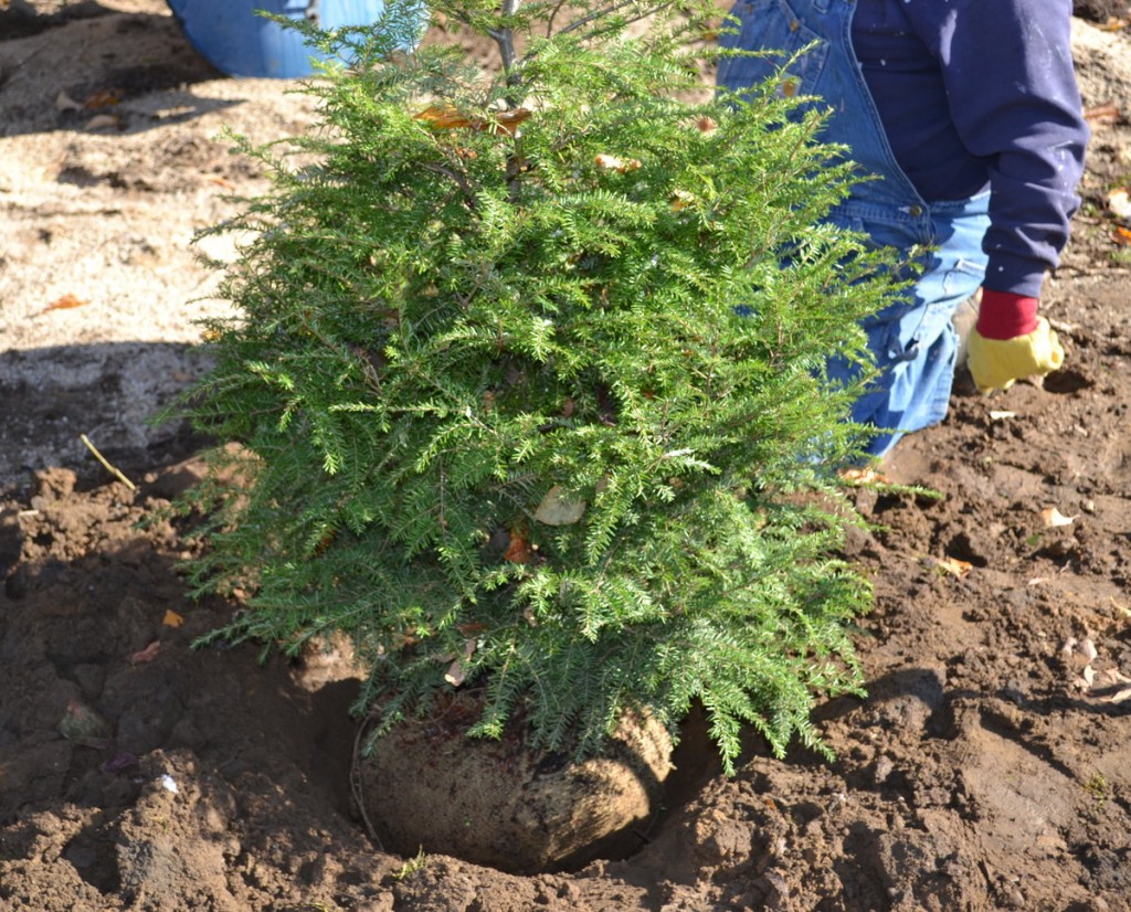 Replant Christmas Tree