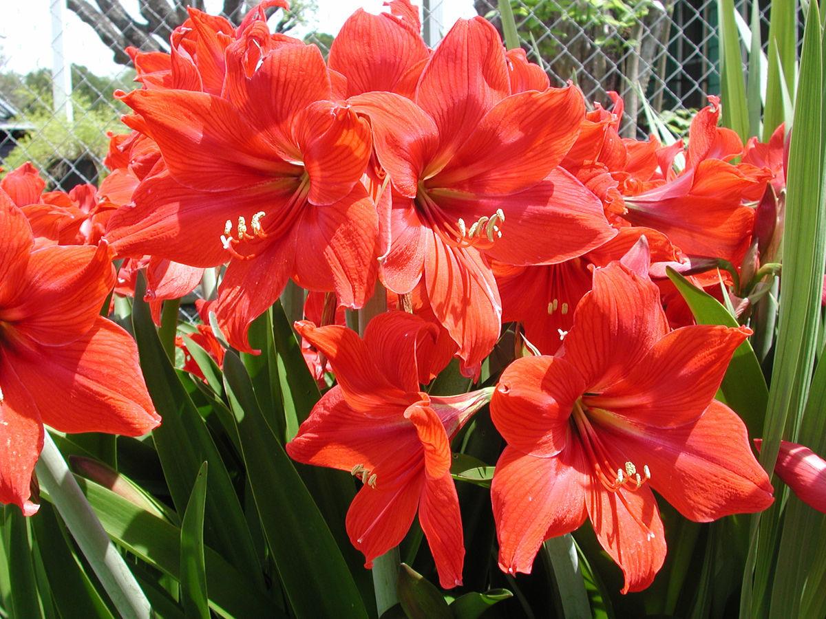 Amaryllis