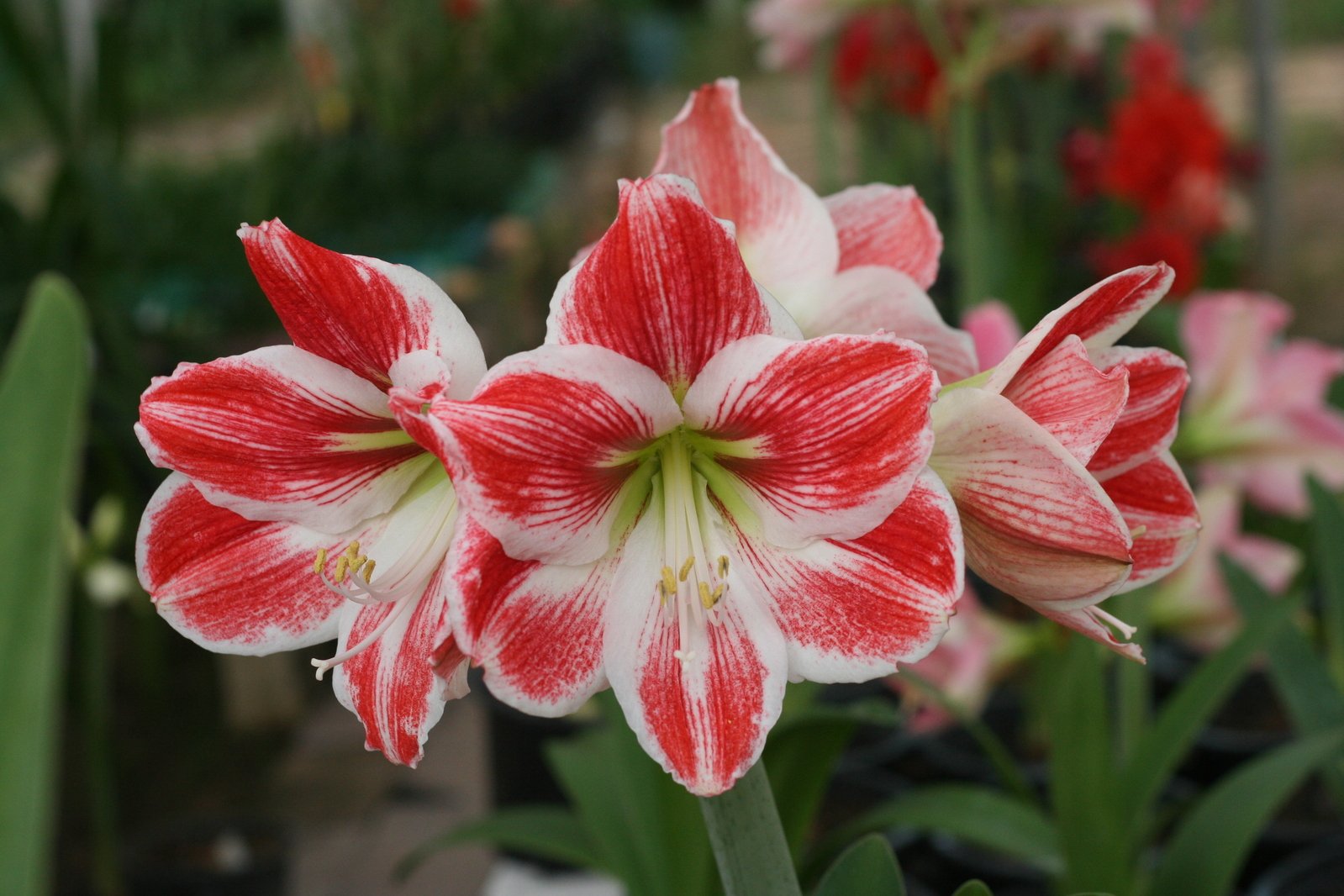 Amaryllis Flowers