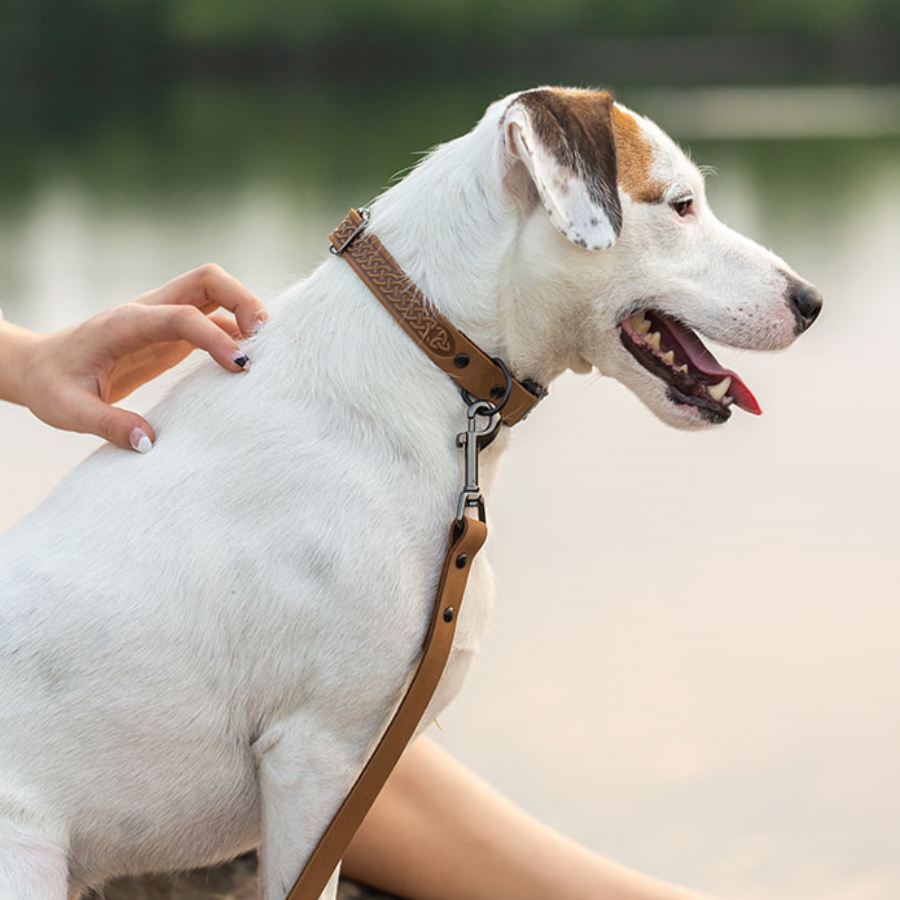Best Dog Harnesses In 2023