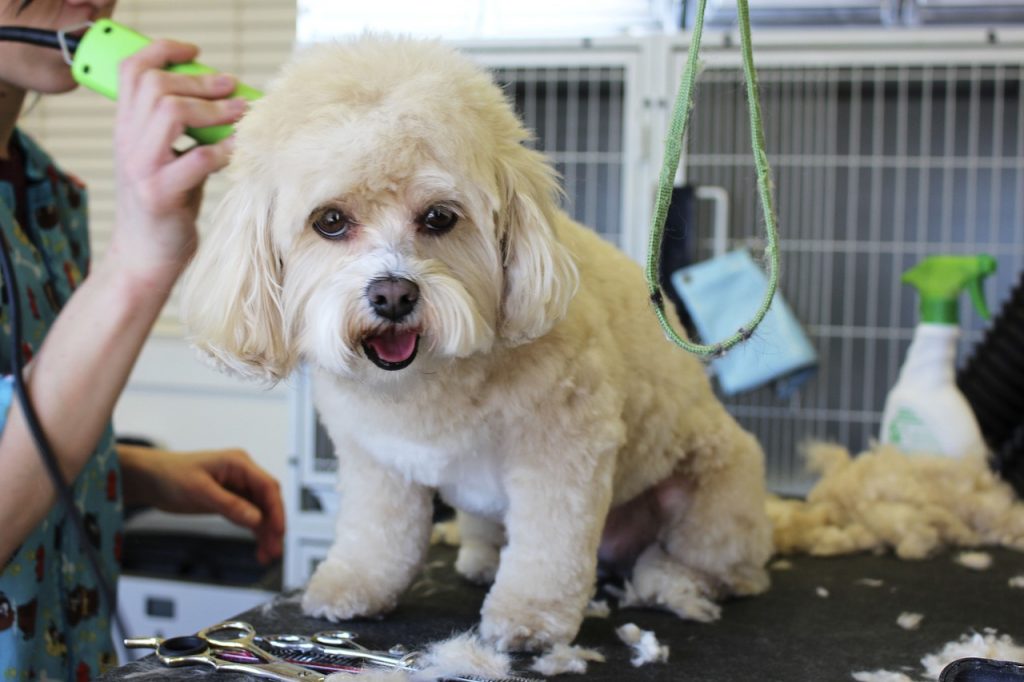 For Bichon Frise: Recommended Popular Cuts Styles In 2023!