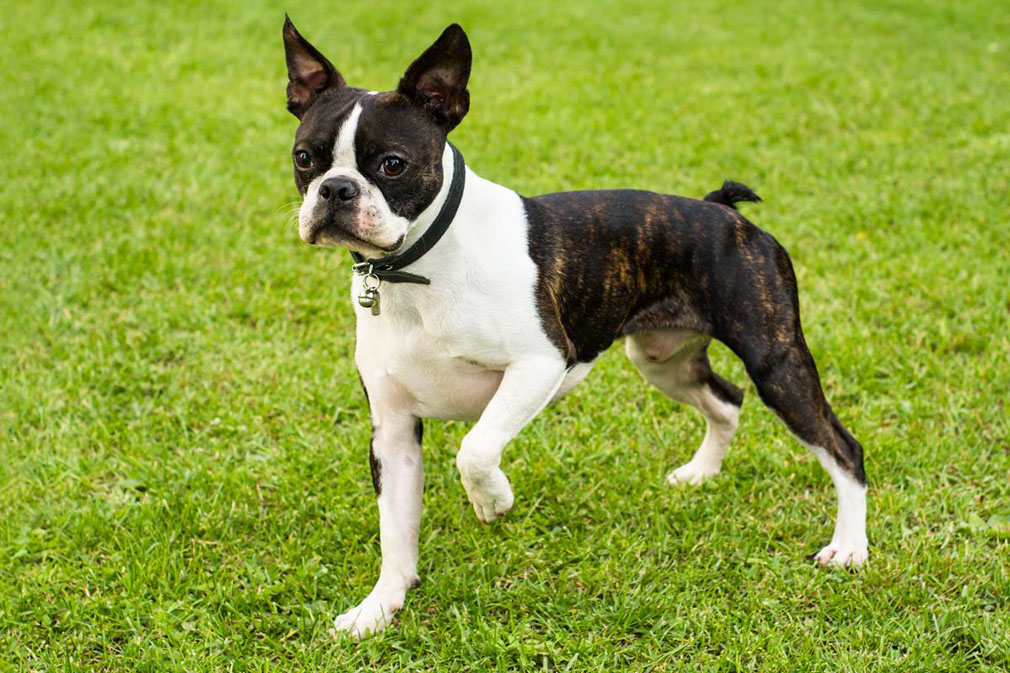 14 American Dog Breeds Born and Bred in the USA