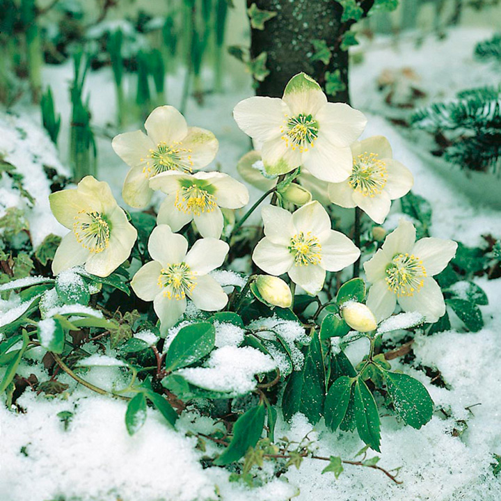 Christmas Rose