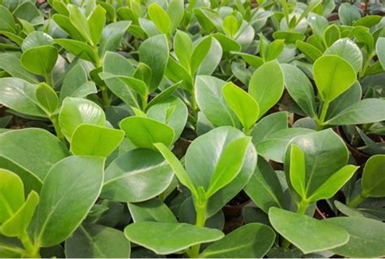 How to Plant and Care for Clusia Plants ?