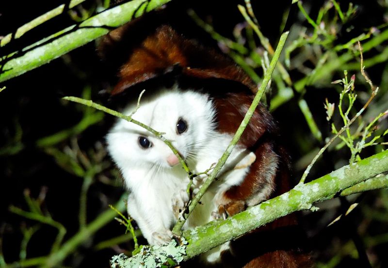 How White Faced Squirrel Thrive in their Natural Habitat插图10