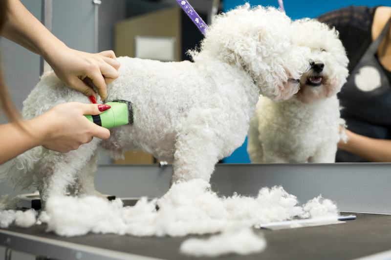 For Bichon Frise: Recommended Popular Cuts Styles In 2023!