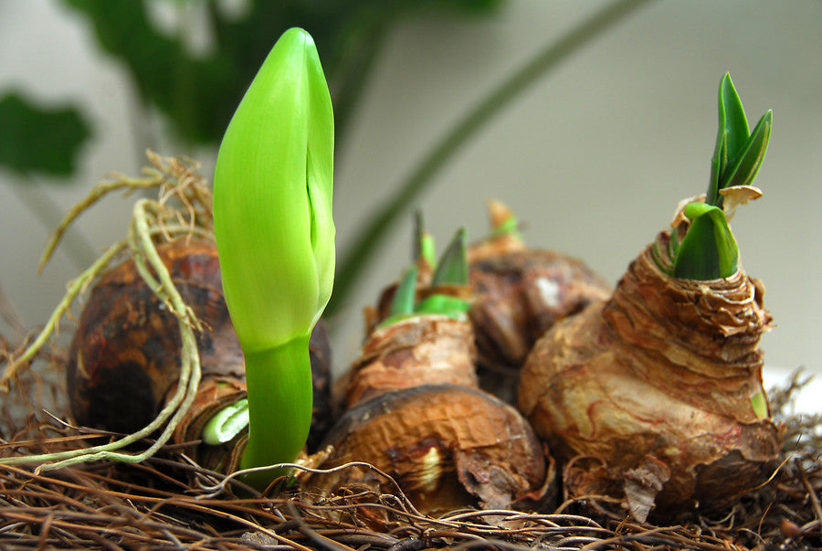 Healthy Amaryllis Bulbs