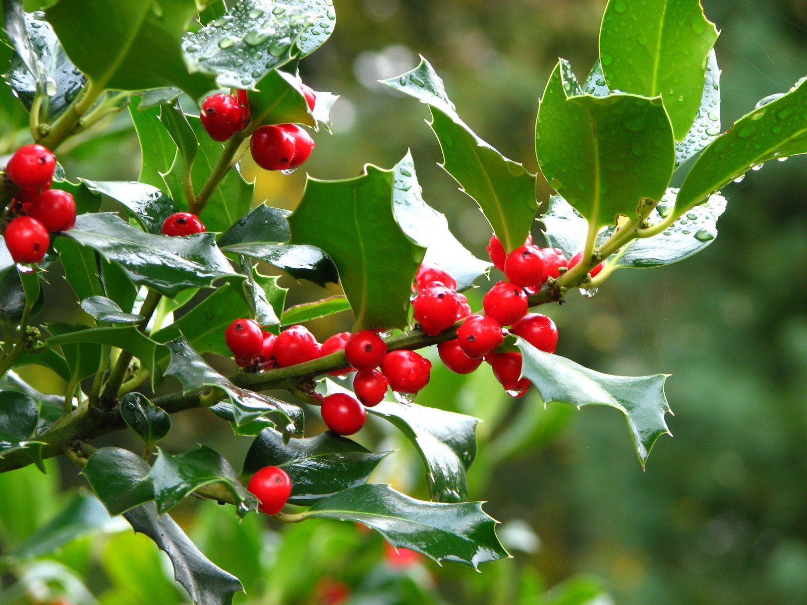 Holly Plant