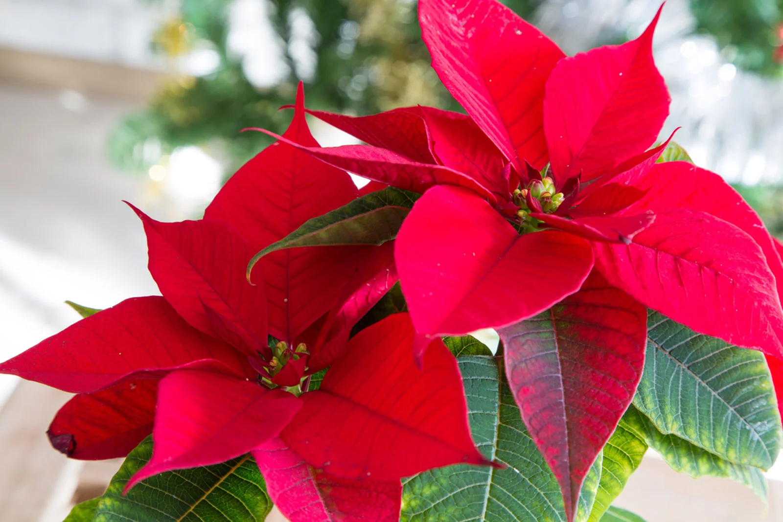 Poinsettias