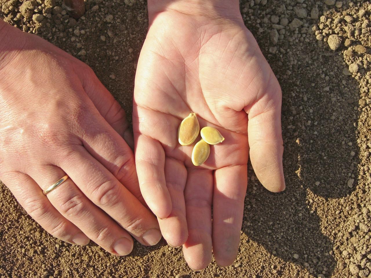 From Seed to Harvest: The Growth Stages of Pumpkins