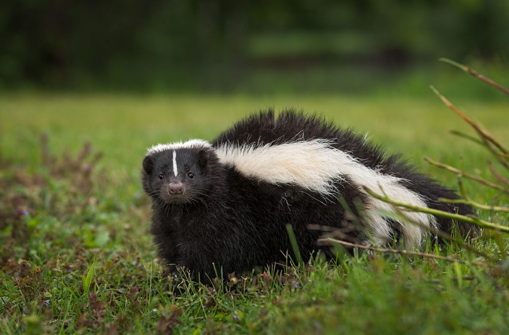What to Do if Your Dog Is Sprayed by a Skunk?