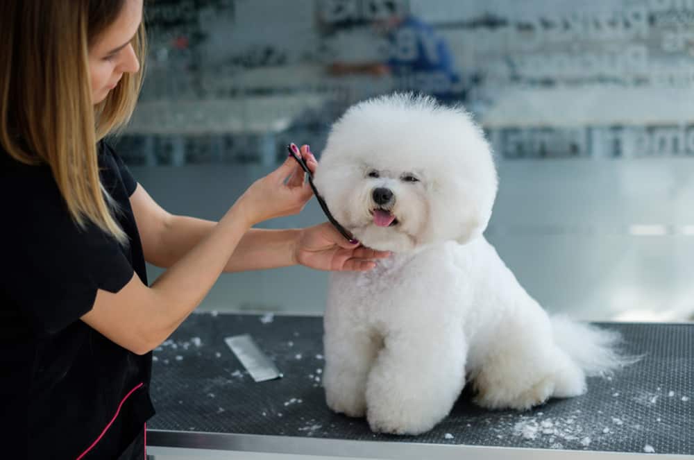For Bichon Frise: Recommended Popular Cuts Styles In 2023!