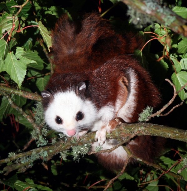 white faced squirrel