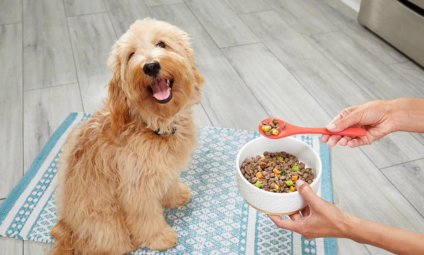 Why Won’t My Dog Eat Out of His Bowl?