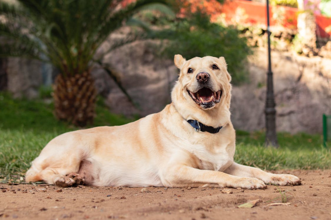 Dog Jowls: Everything You Need to Know