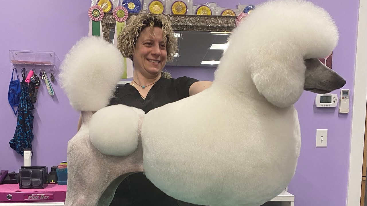 Traditional Poodle Cuts: The Continental and English Saddle Cuts