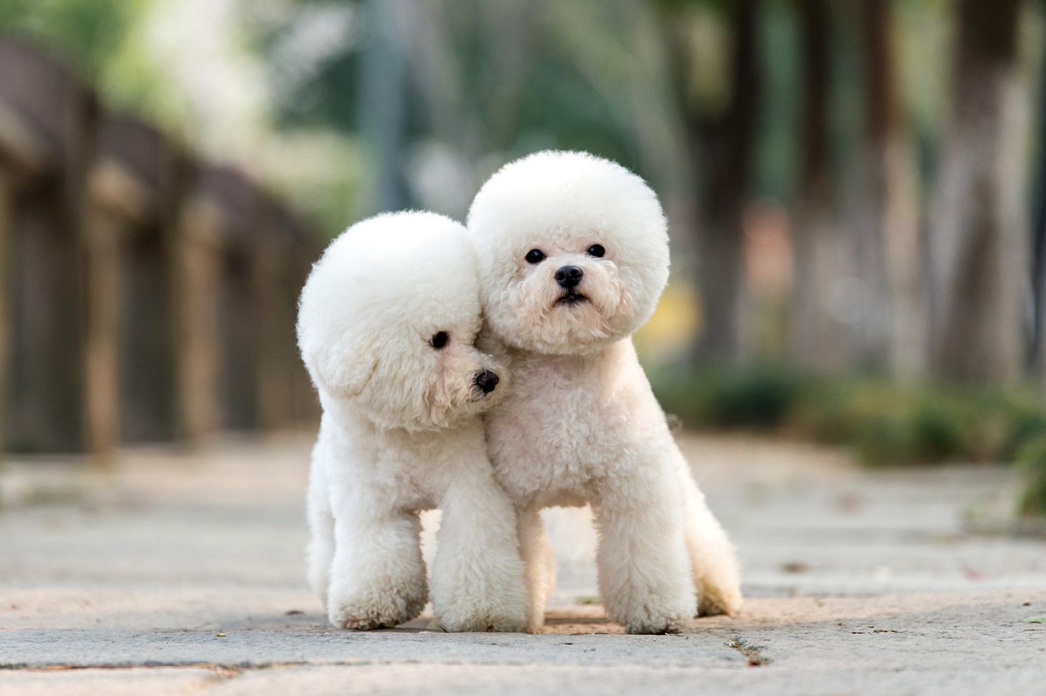 Popular Poodle Cuts: Unleashing Your Poodle’s Style