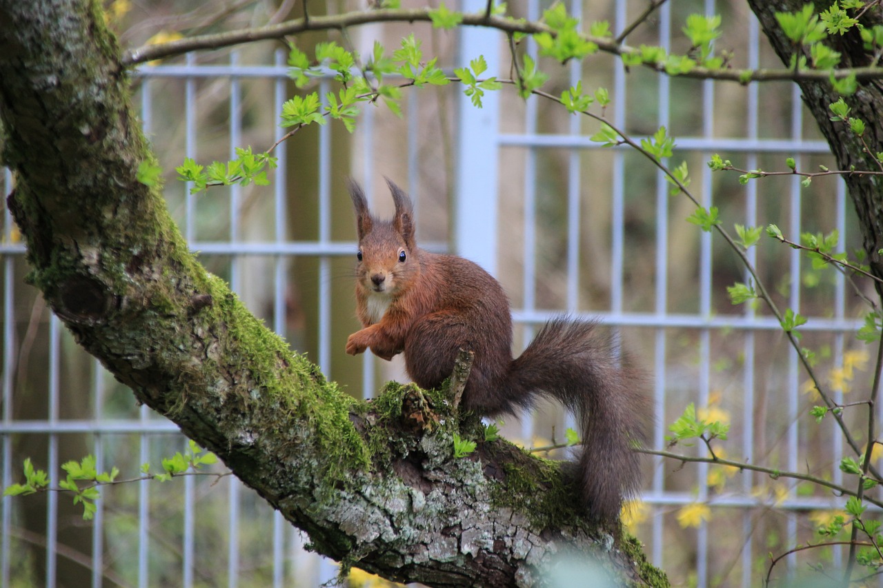 how much  does the average squirrel weigh