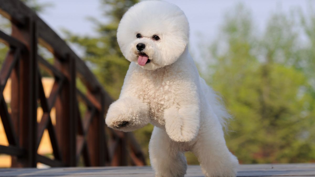 For Bichon Frise: Recommended Popular Cuts Styles In 2023!