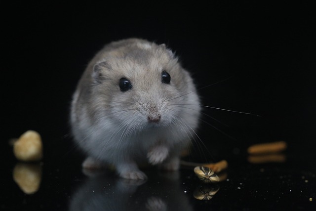 oldest  hamster