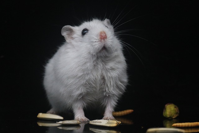 oldest  hamster