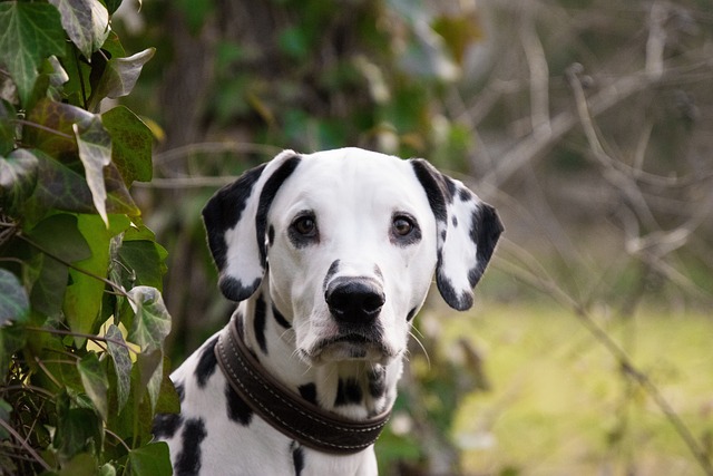 Long Haired Dalmatian Breeder: Methods of Raising Long Haired Dalmatians
