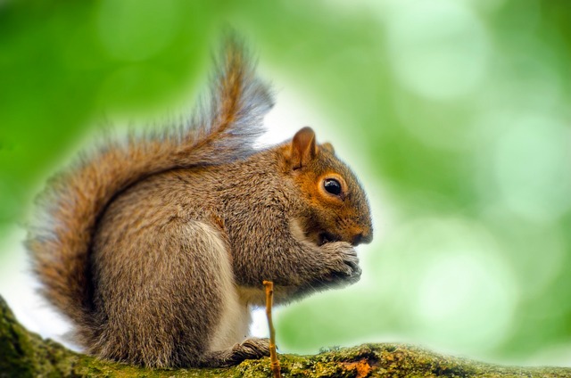 Where do Squirrels Live? Two Steps to Find Squirrels插图5