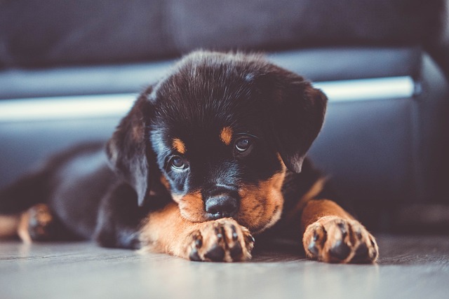 worlds biggest rottweiler