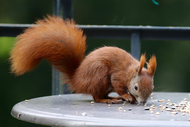 Squirrels Favorite Food: Unbeatable Adorable Snack Foods插图8