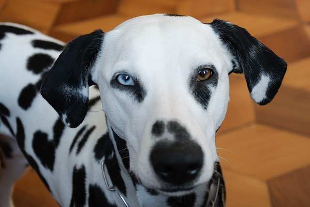 Long Haired Dalmatian Breeder: Methods of Raising Long Haired Dalmatians