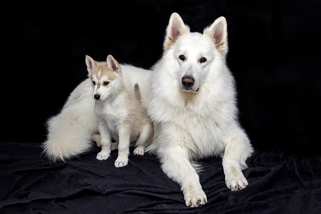 Is Lavender Safe for Dogs? Lavender Essential Oil