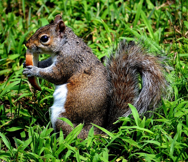 Squirrels Favorite Food: Unbeatable Adorable Snack Foods插图11
