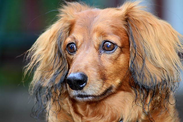 cream long haired dachshund