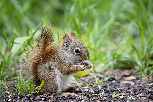 inside a squirrel nest