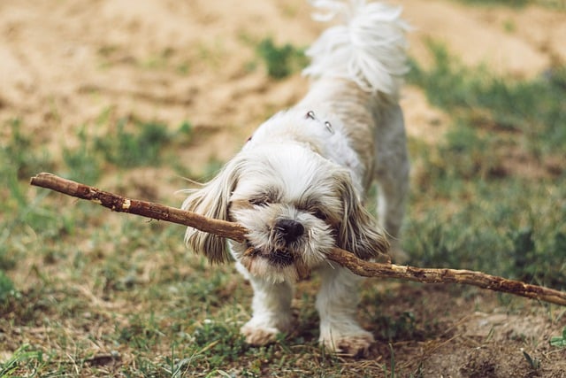 Can Dogs Have Brussel Sprouts