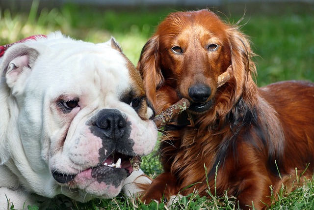 English Pit Bull Weiner Dog: Popular with the British