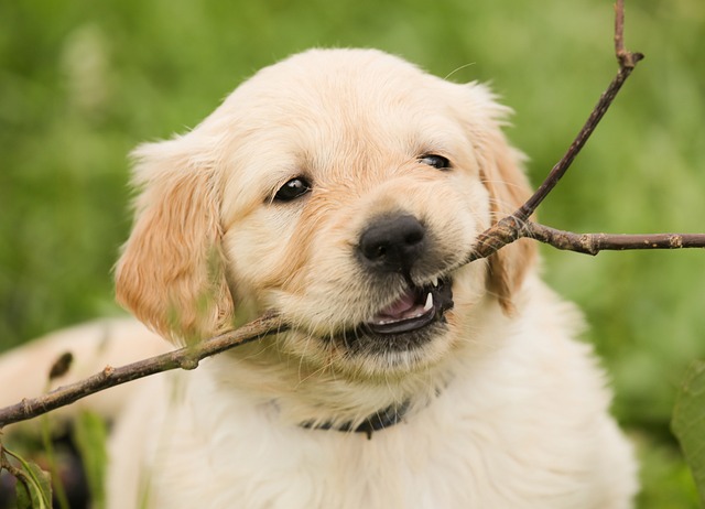 Can Dogs Have Brussel Sprouts