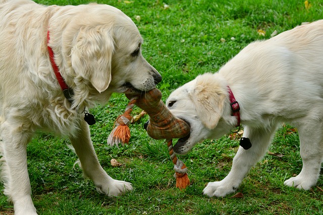Can Dogs Have Brussel Sprouts