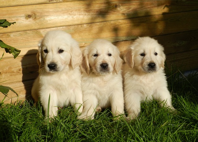 Is Lavender Safe for Dogs? Lavender Essential Oil