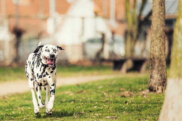 long  haired dalmatian breeder