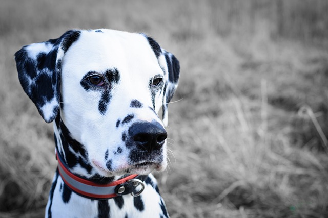 Long Haired Dalmatian Breeder: Methods of Raising Long Haired Dalmatians