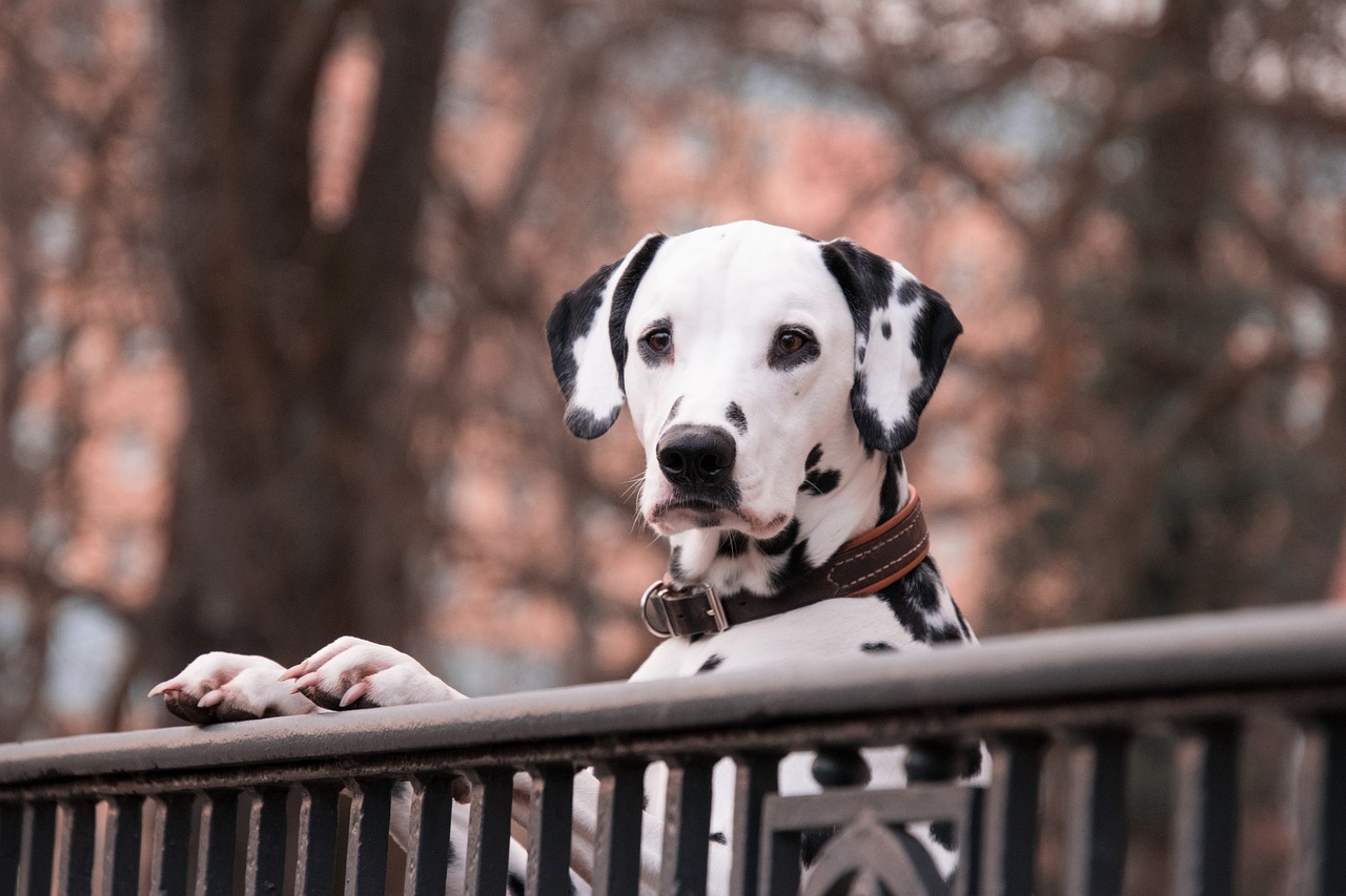Long Haired Dalmatian Breeder: Methods of Raising Long Haired Dalmatians