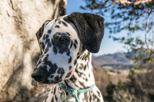 Long Haired Dalmatian Breeder: Methods of Raising Long Haired Dalmatians
