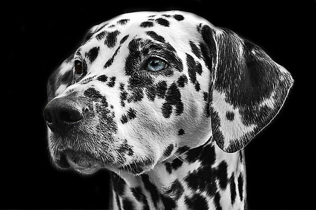 long  haired dalmatian breeder